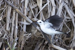 Fluvicola albiventer