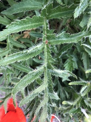 Papaver × pseudo-orientale