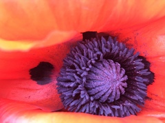 Papaver × pseudo-orientale