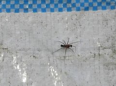 Neriene cavaleriei