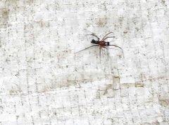 Neriene cavaleriei