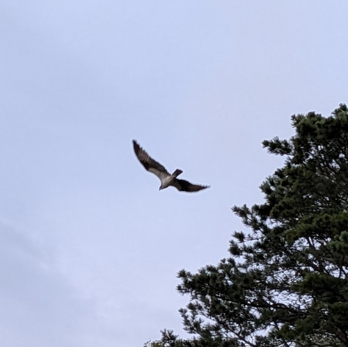 Osprey observed by adomesticatedowlbear