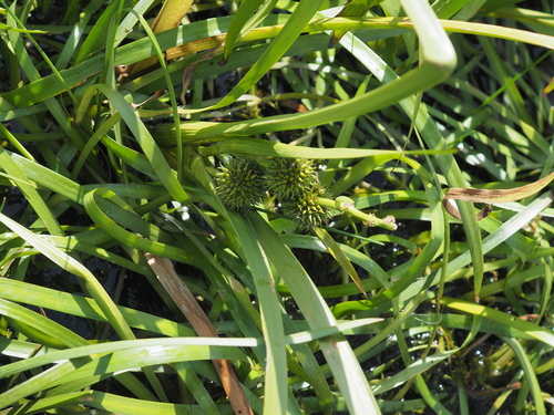 unbranched bur-reed