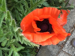 Papaver × pseudo-orientale