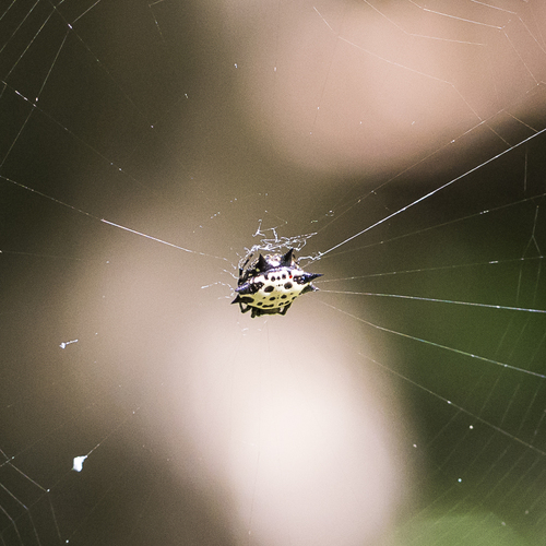 Spinybacked Orbweaver