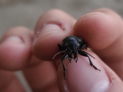 Calosoma cancellatum