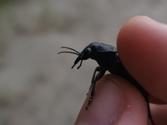 Calosoma cancellatum