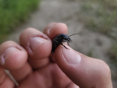 Calosoma cancellatum