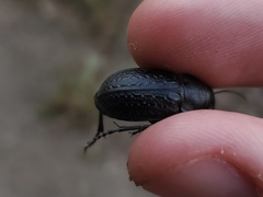Calosoma cancellatum