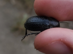 Calosoma cancellatum