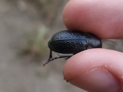 Calosoma cancellatum