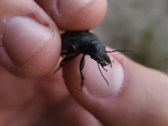 Calosoma cancellatum