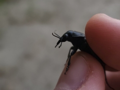 Calosoma cancellatum