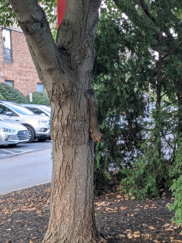 Eastern Gray Squirrel observed by lsweet_1