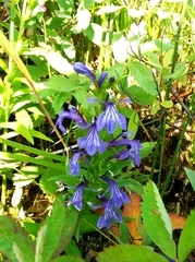 Lobelia sessilifolia