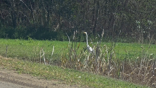 Eastern Great Egret observed by nick_garzoli