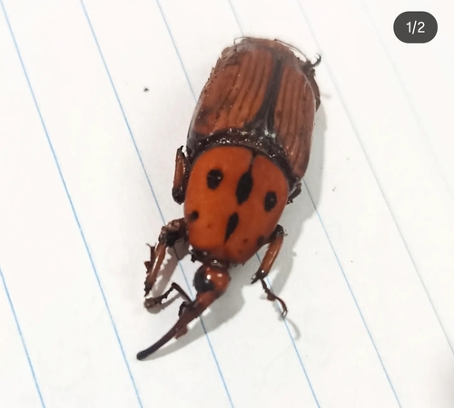 Red Palm Weevil