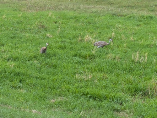 Sandhill Crane observed by nicole27547