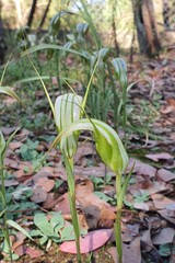 Pterostylis ampliata