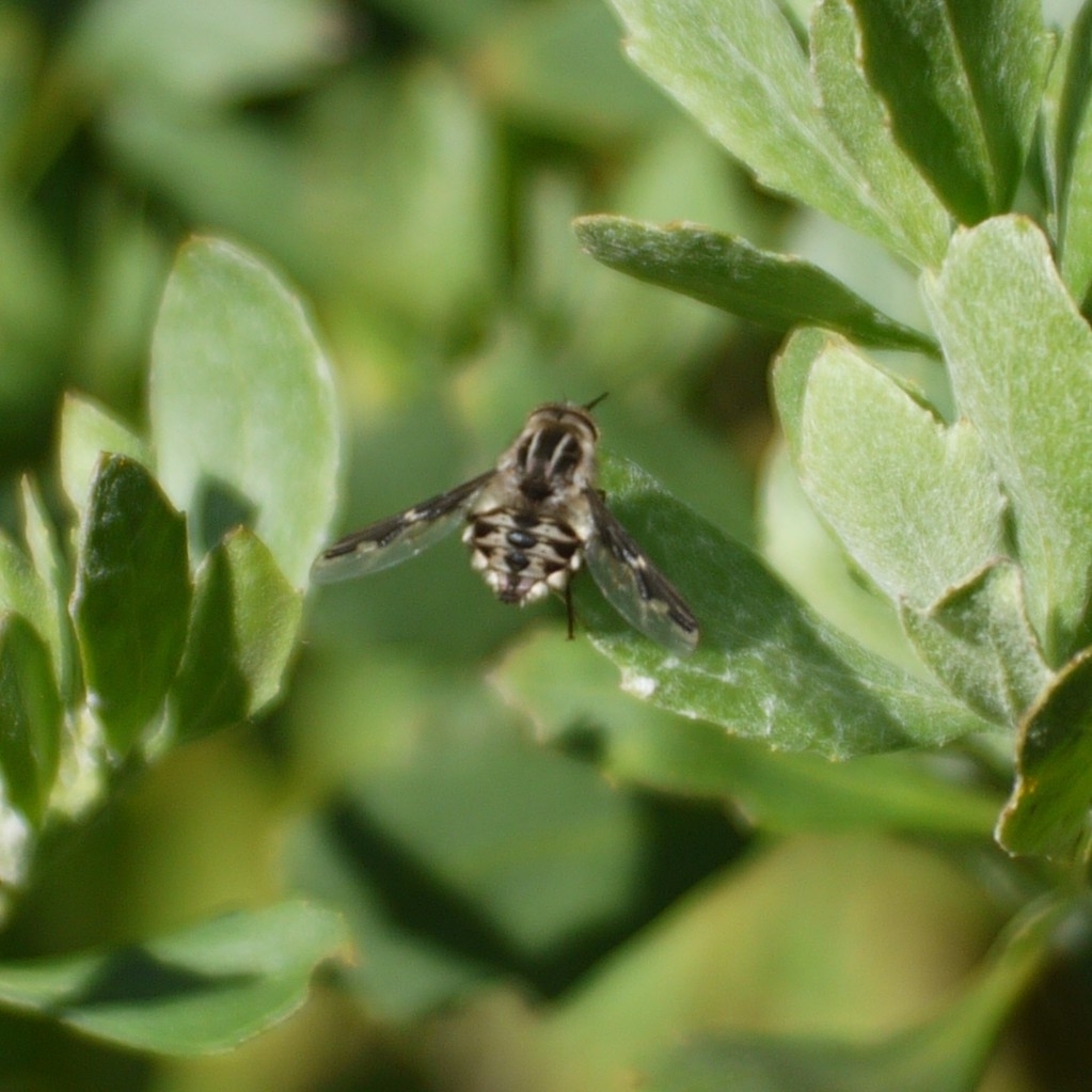 Trichophthalma niveibarbis