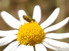Coleoptera