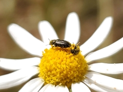 Coleoptera
