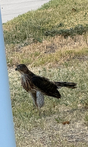 Cooper's Hawk observed by nrcbs
