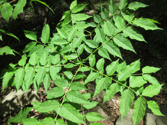 Picrasma quassioides