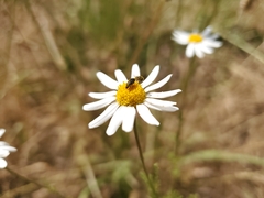 Coleoptera