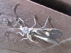 Pteronarcys sachalina