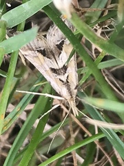 Diasemia accalis