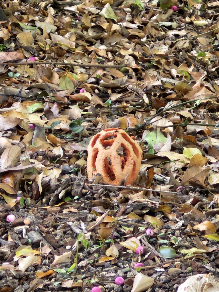 red-cage fungus · September 2026 · photo: Photo: no rights reserved · iNaturalist