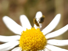 Coleoptera