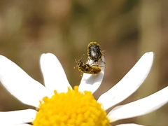 Coleoptera