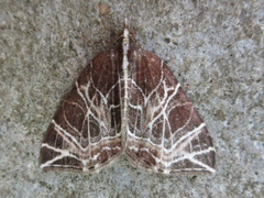 Evecliptopera illitata