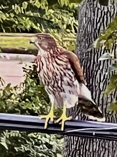 Cooper's Hawk observed by middelkamp
