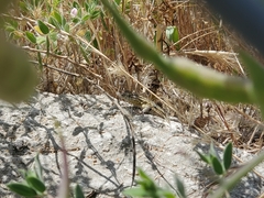 Uta stansburiana elegans