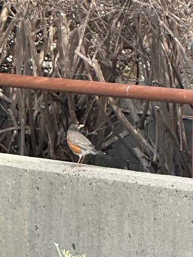 American Robin observed by clavito