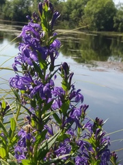 Lobelia sessilifolia