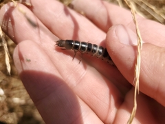 Carabidae