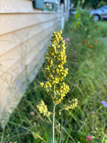 Sorghum