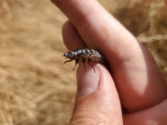 Carabidae