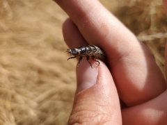 Carabidae