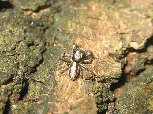 Salticus latidentatus