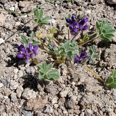 Lupinus flavoculatus
