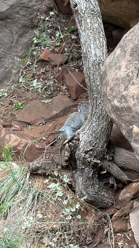 Rock Squirrel observed by dealhound