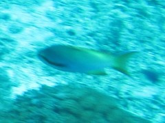 Pseudanthias huchtii