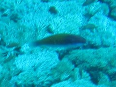 Cirrhilabrus chaliasi