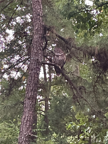 Barred Owl observed by celirodriguez