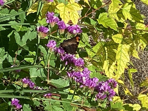 Milbert's Tortoiseshell